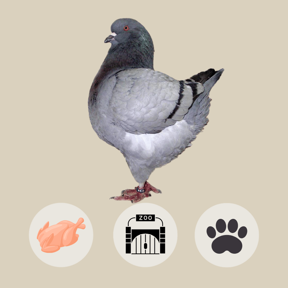King Pigeon