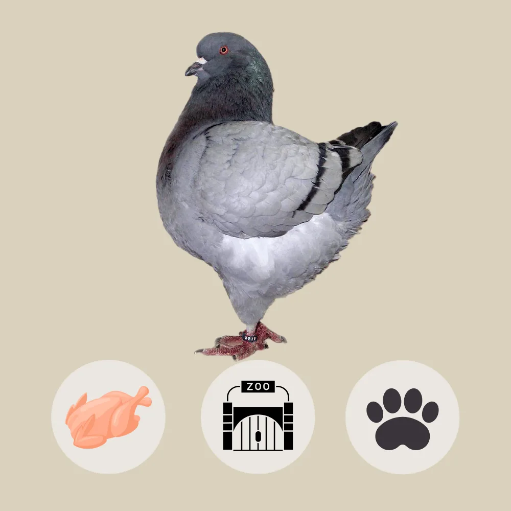 King Pigeon