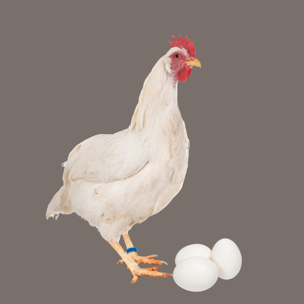 Leghorn with eggs