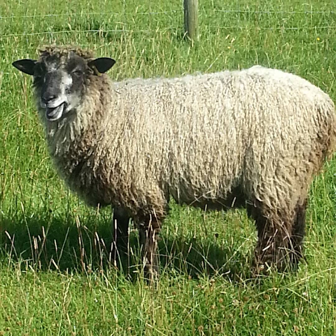 Leicester Longwool Sheep on grassland