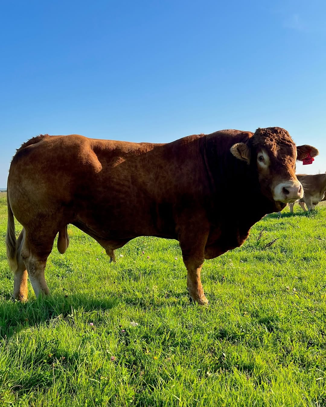 Limousin bull