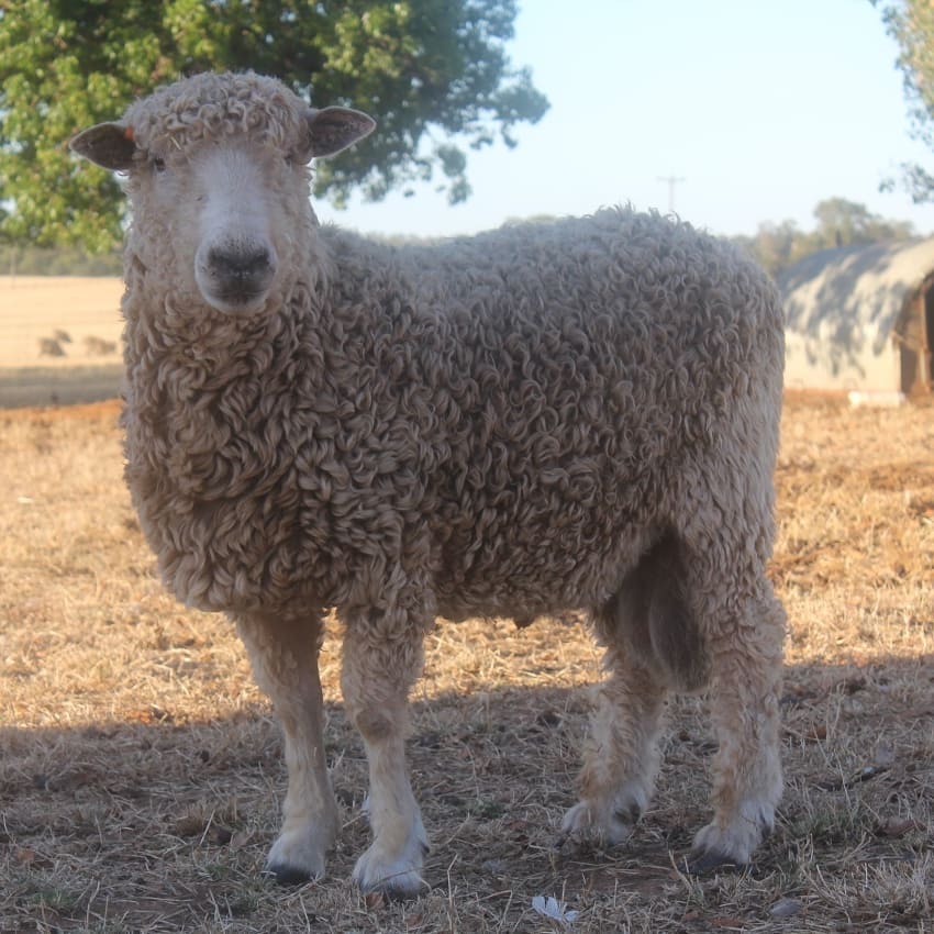 Lincoln Ram Sheep