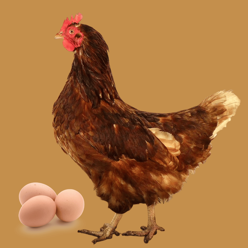 Lohmann Brown with eggs