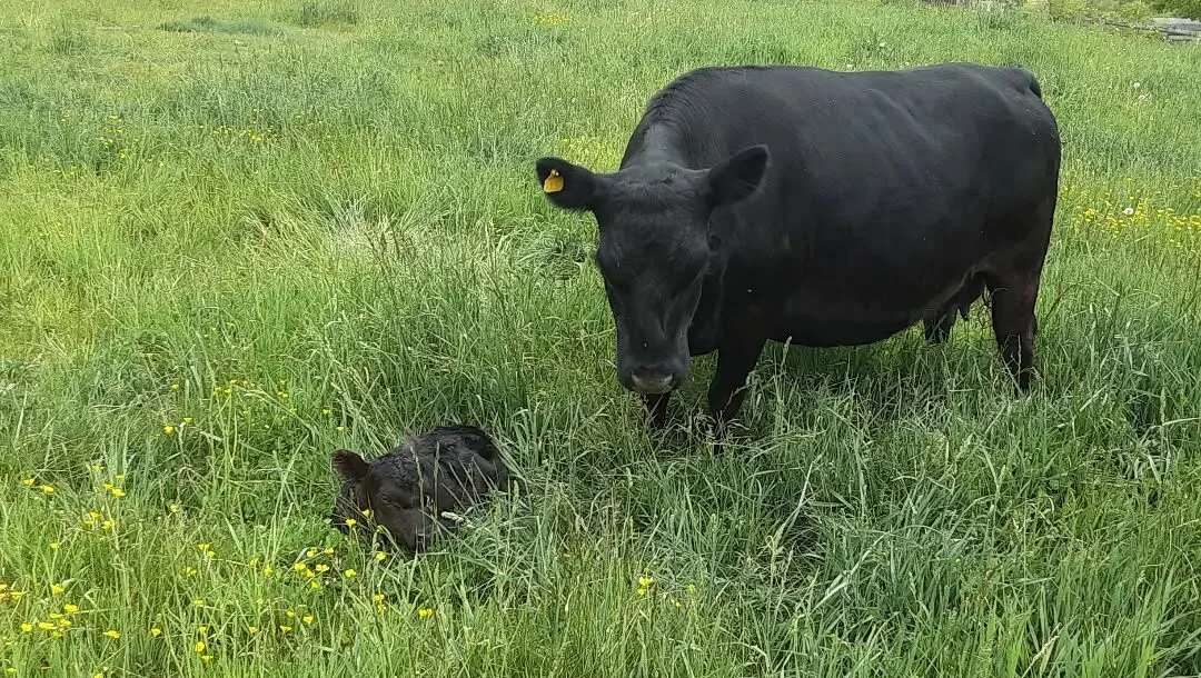 Lowline Angus cow and calf