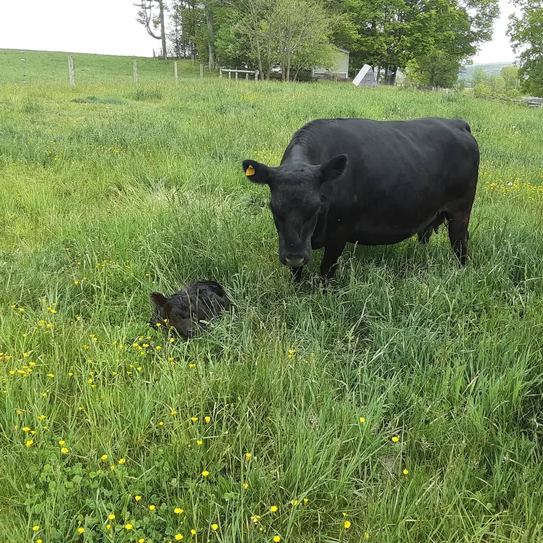 Lowline Angus cow and calf