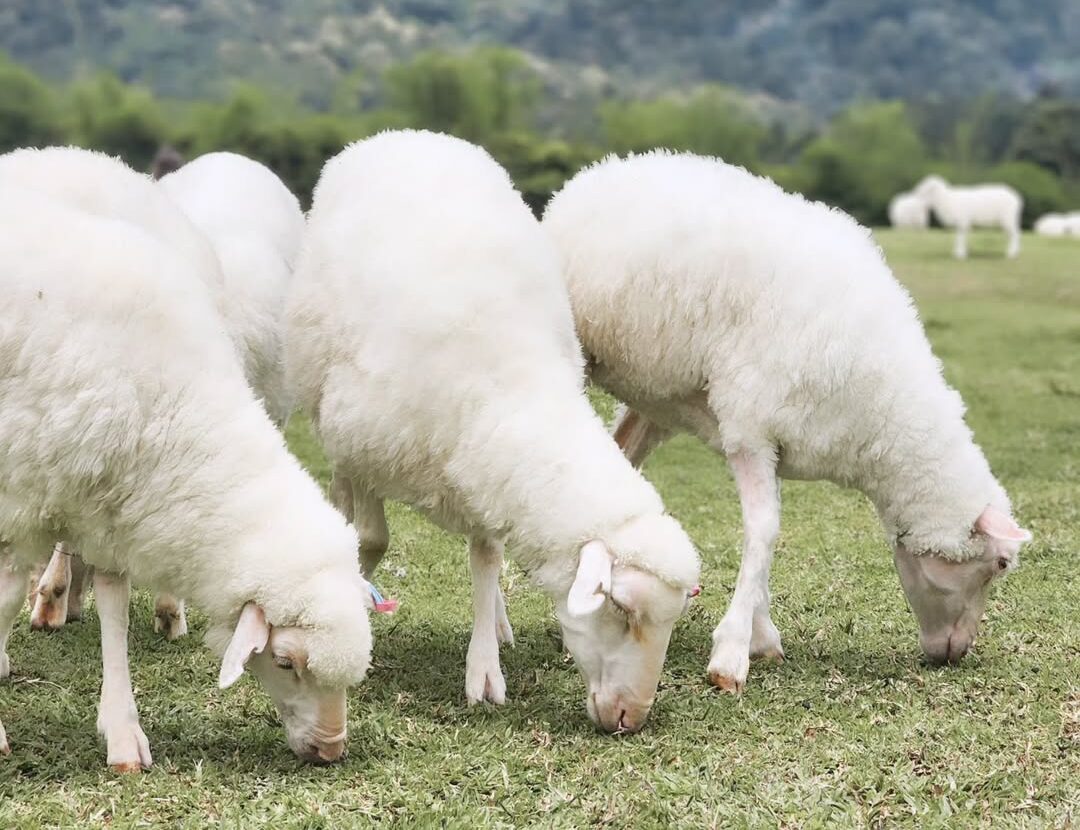 Merino Sheep in meadow