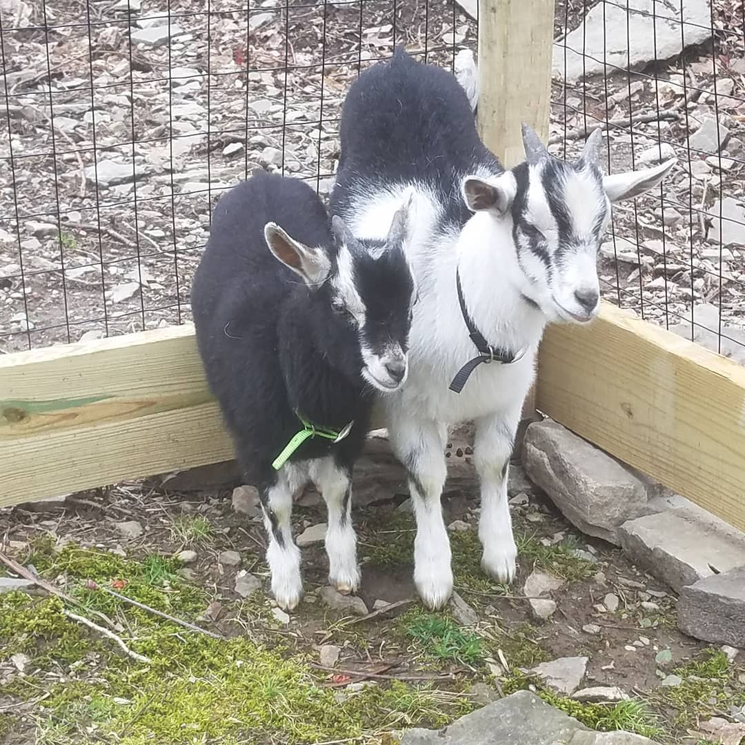 Mini Alpine Goats