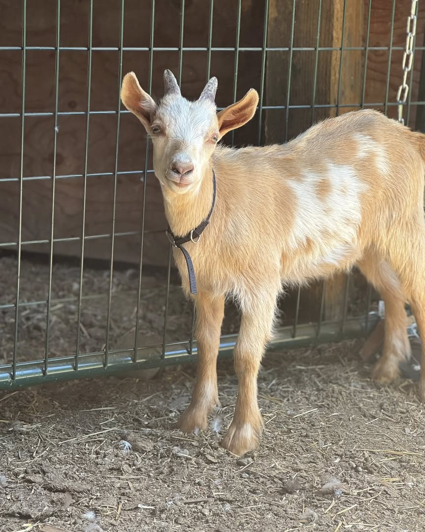 Mini Guernsey Goat