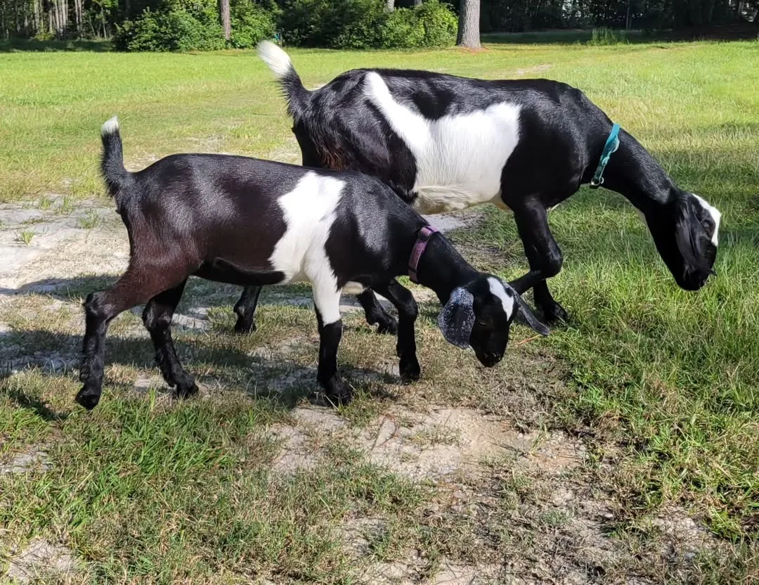 Mini Nubian Goats on pasture field