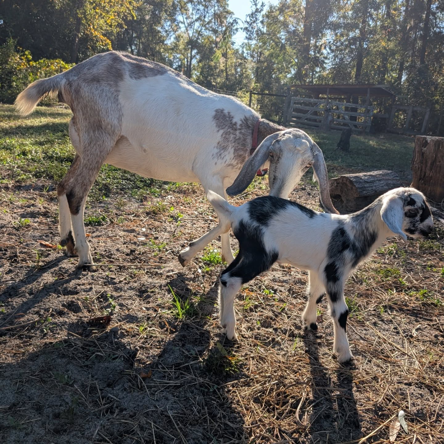 Mini Nubian mom and daughter