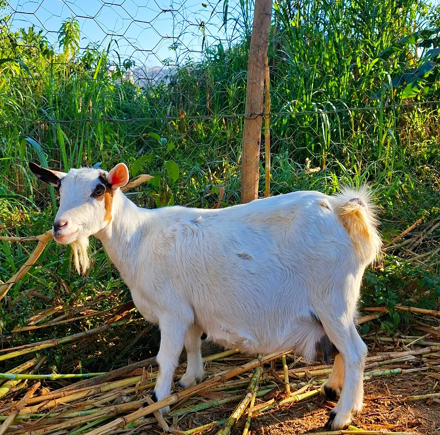 Mini Saanen Goat