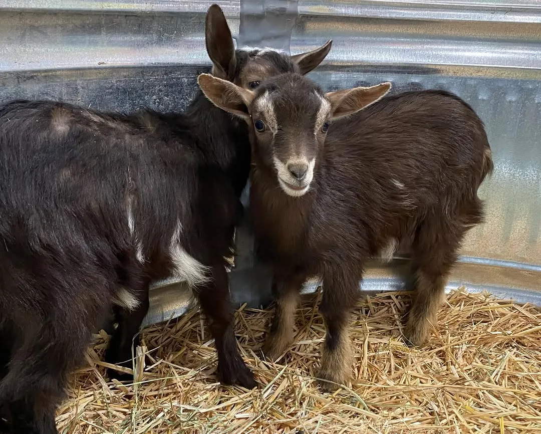 Mini Toggenburg Goat kids