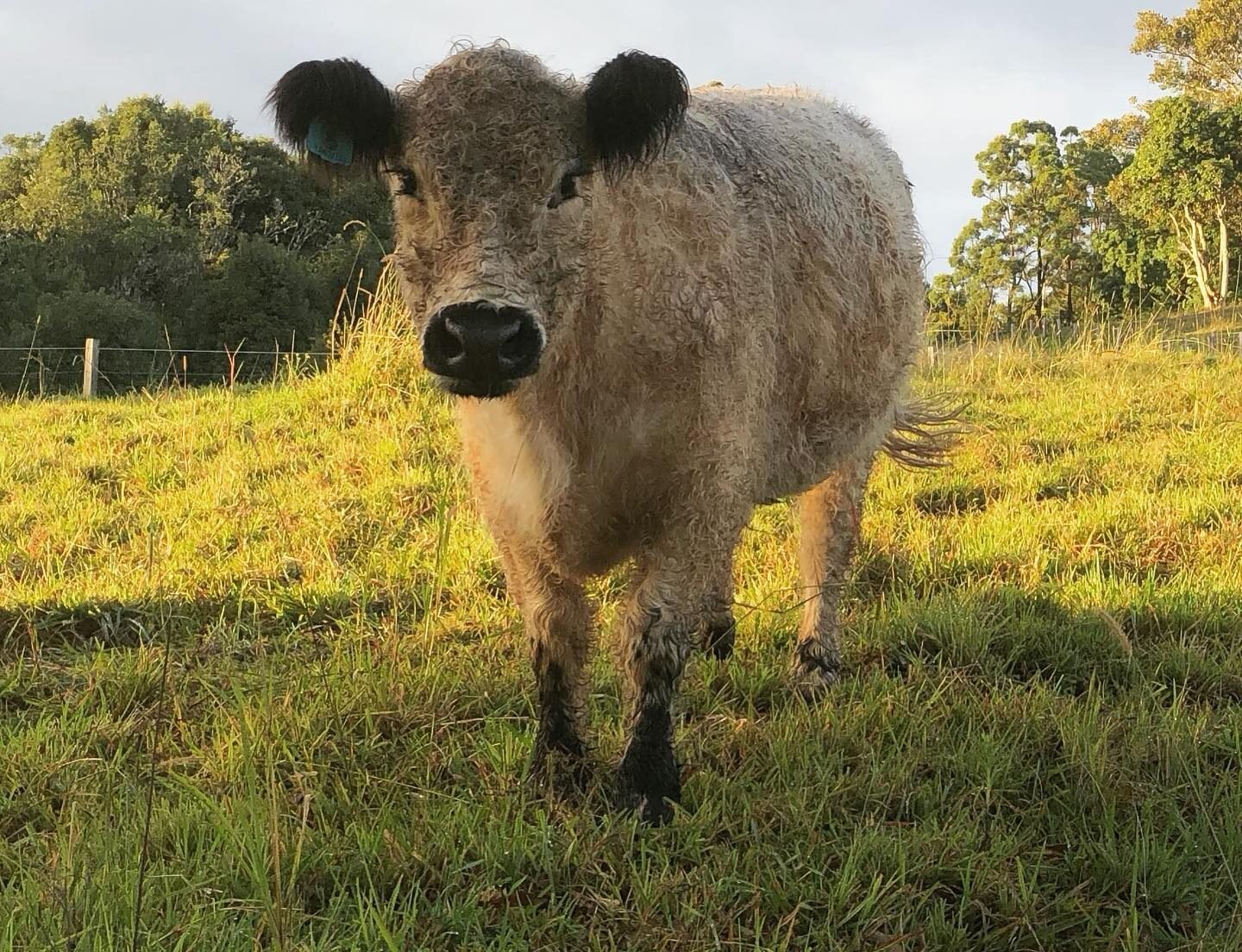 Miniature Galloway cow