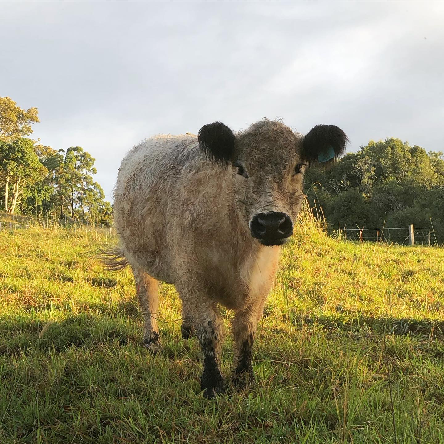 Miniature Galloway cow