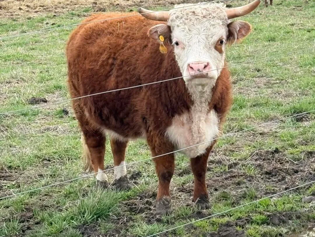 Miniature Hereford cows in the homestead