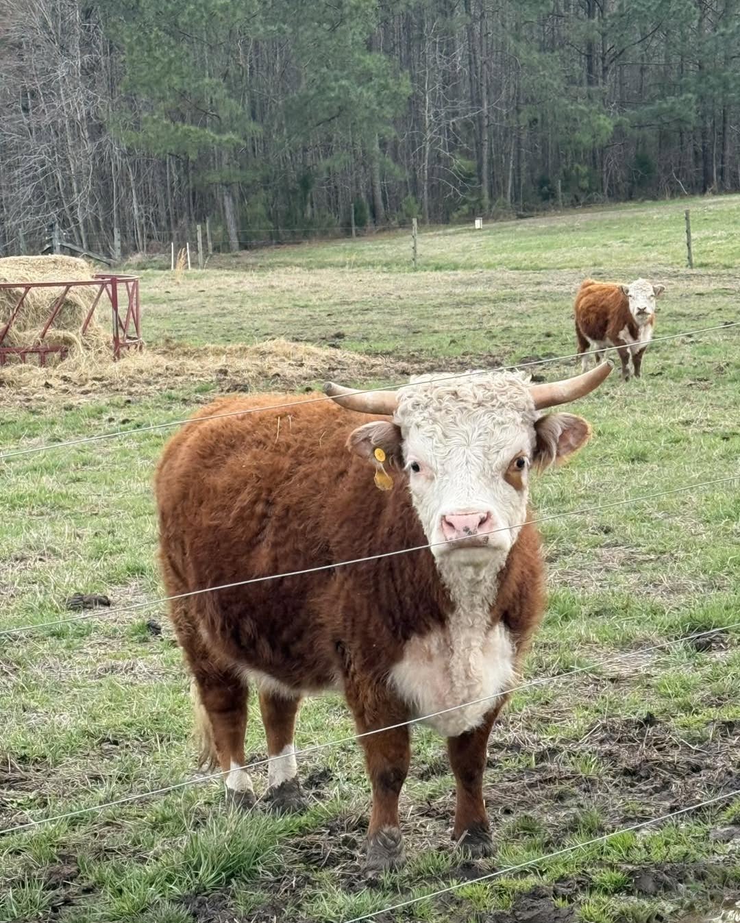 Miniature Hereford cows in the homestead
