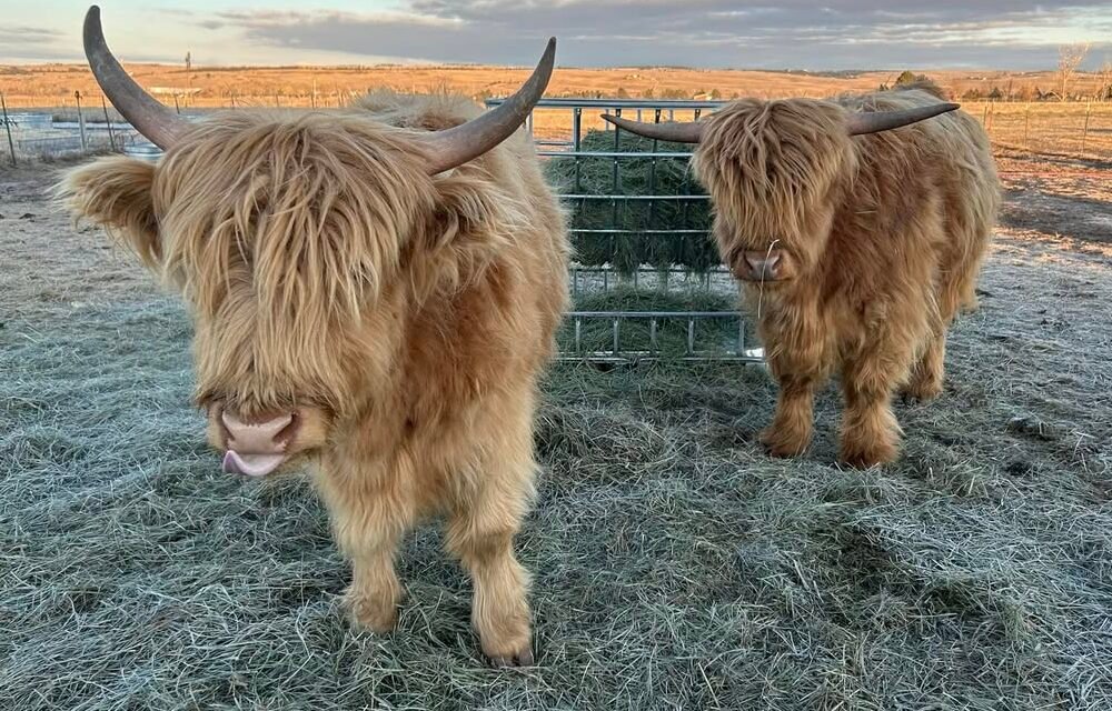 Miniature Highland Cows in the farm