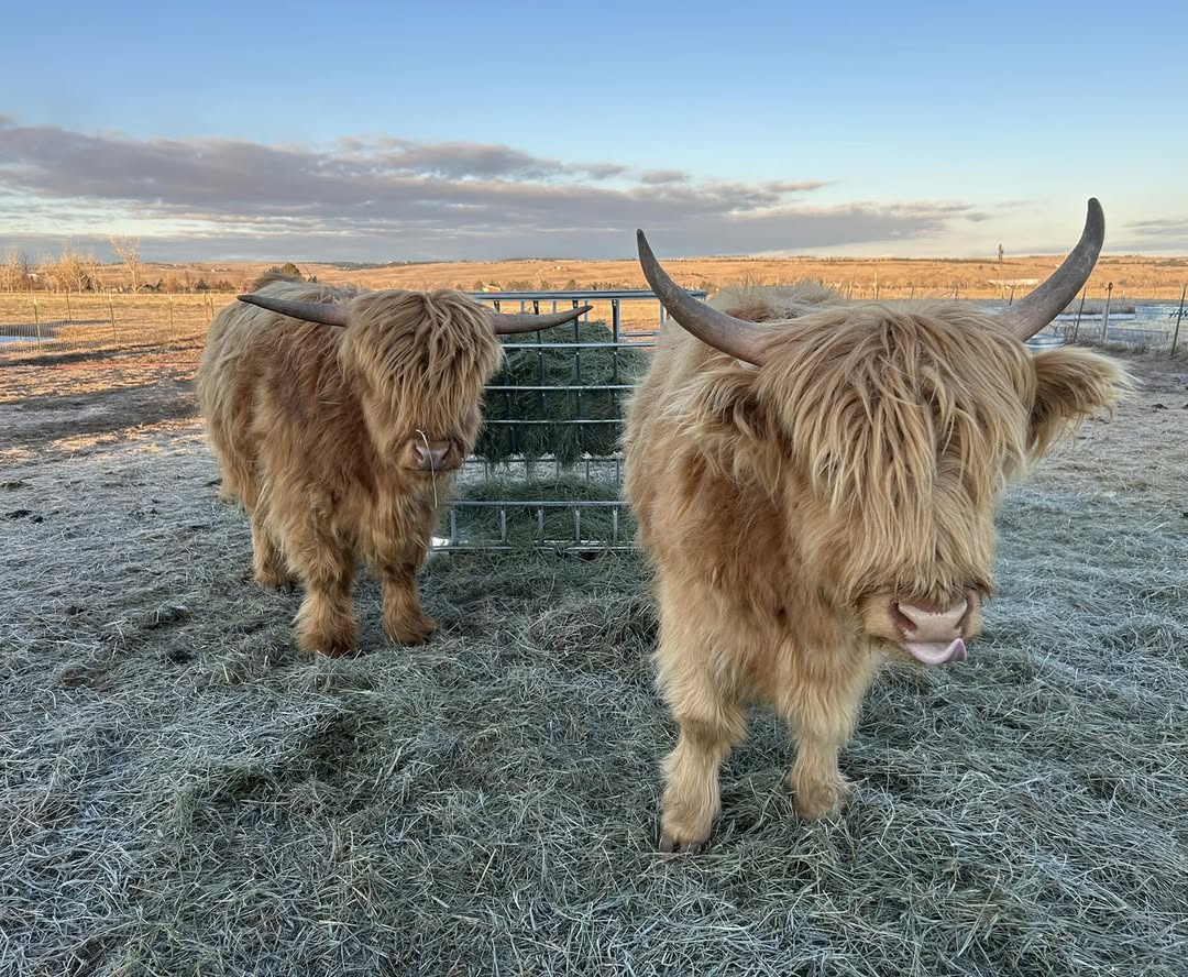 Miniature Highland Cows in the farm