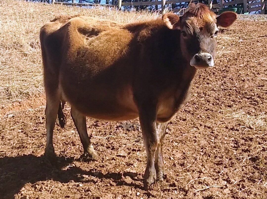 Miniature Jersey cow in the farm