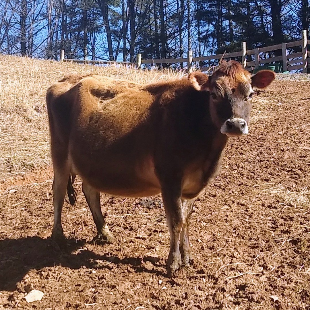 Miniature Jersey cow in the farm
