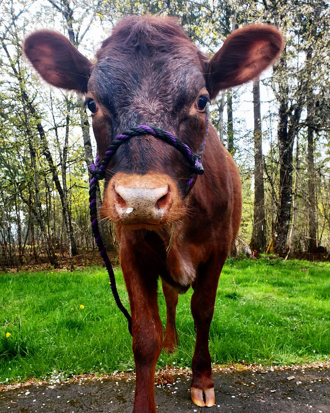 Miniature Shorthorn cattle