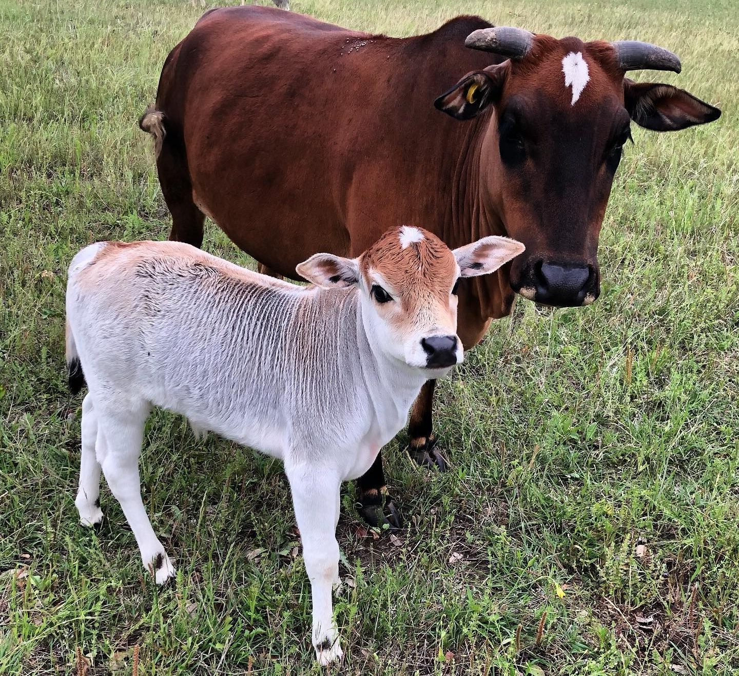 Miniature Zebu cow and calf