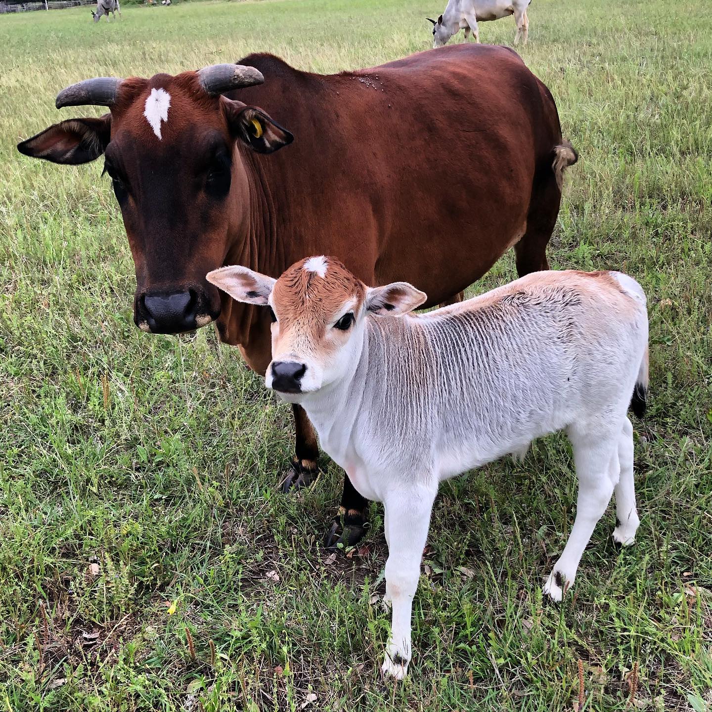 Miniature Zebu cow and calf
