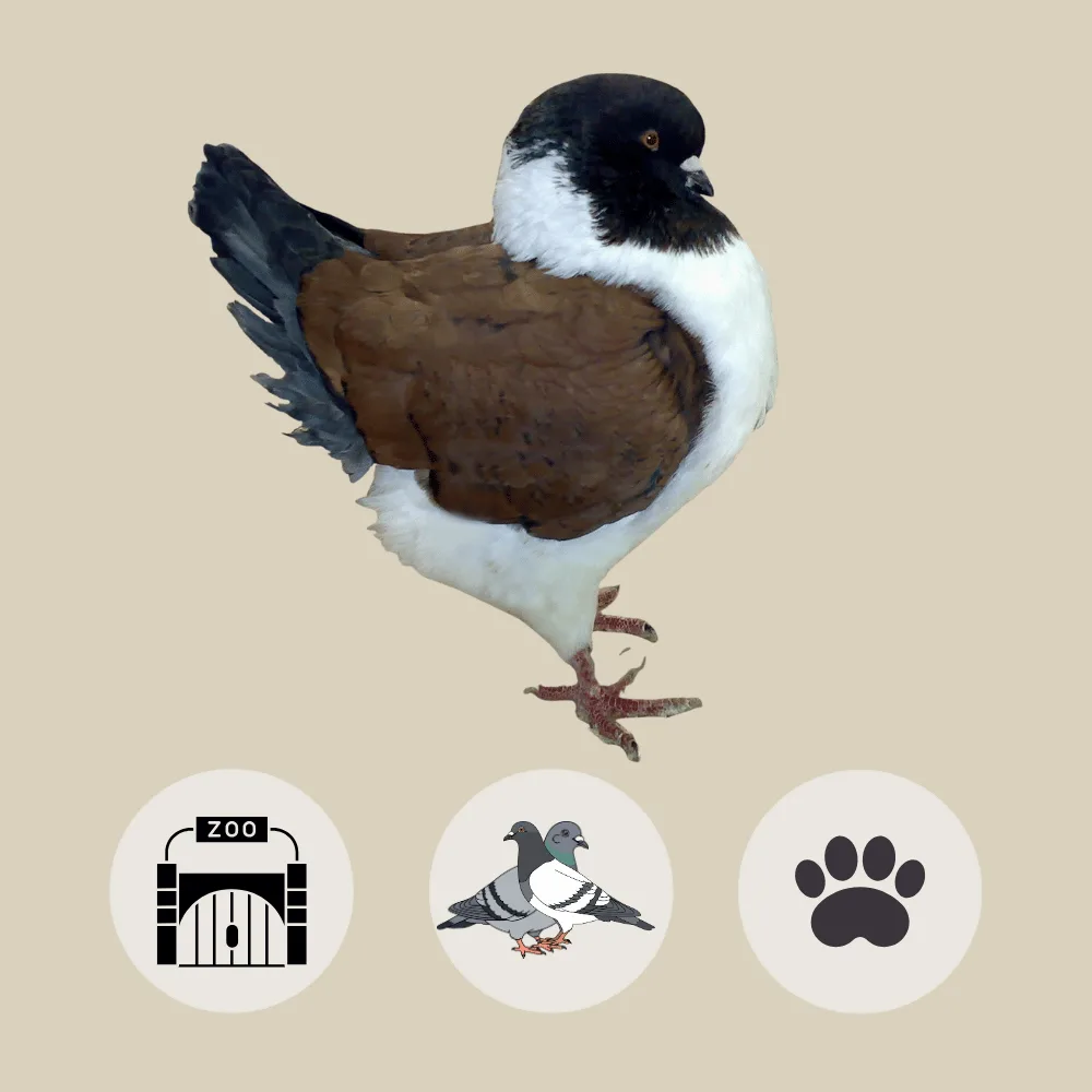 Modena Pigeon