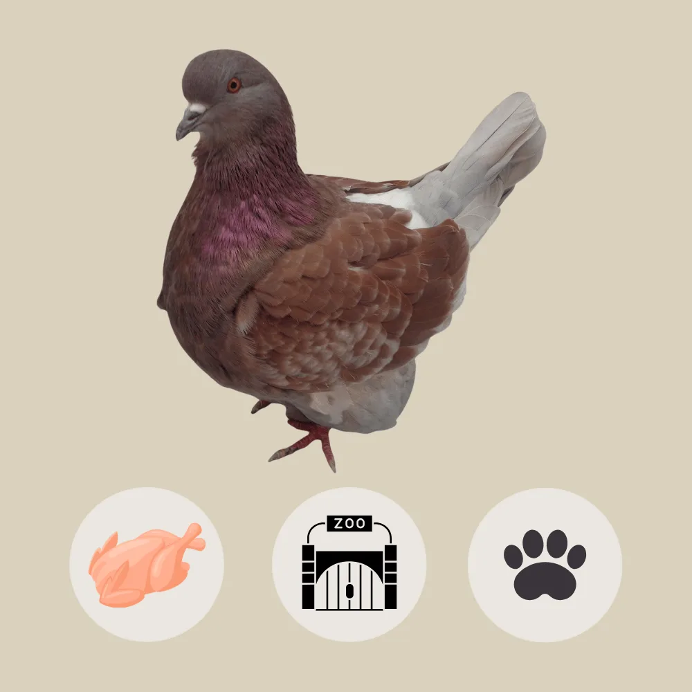 Mondain Pigeon