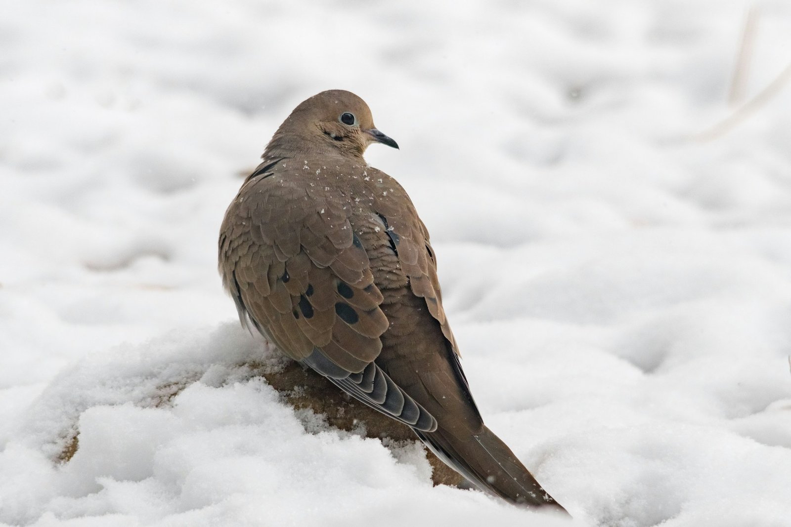 Mourning Dove in snow