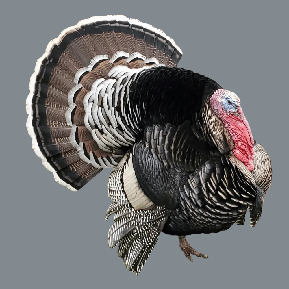 Narragansett Turkey