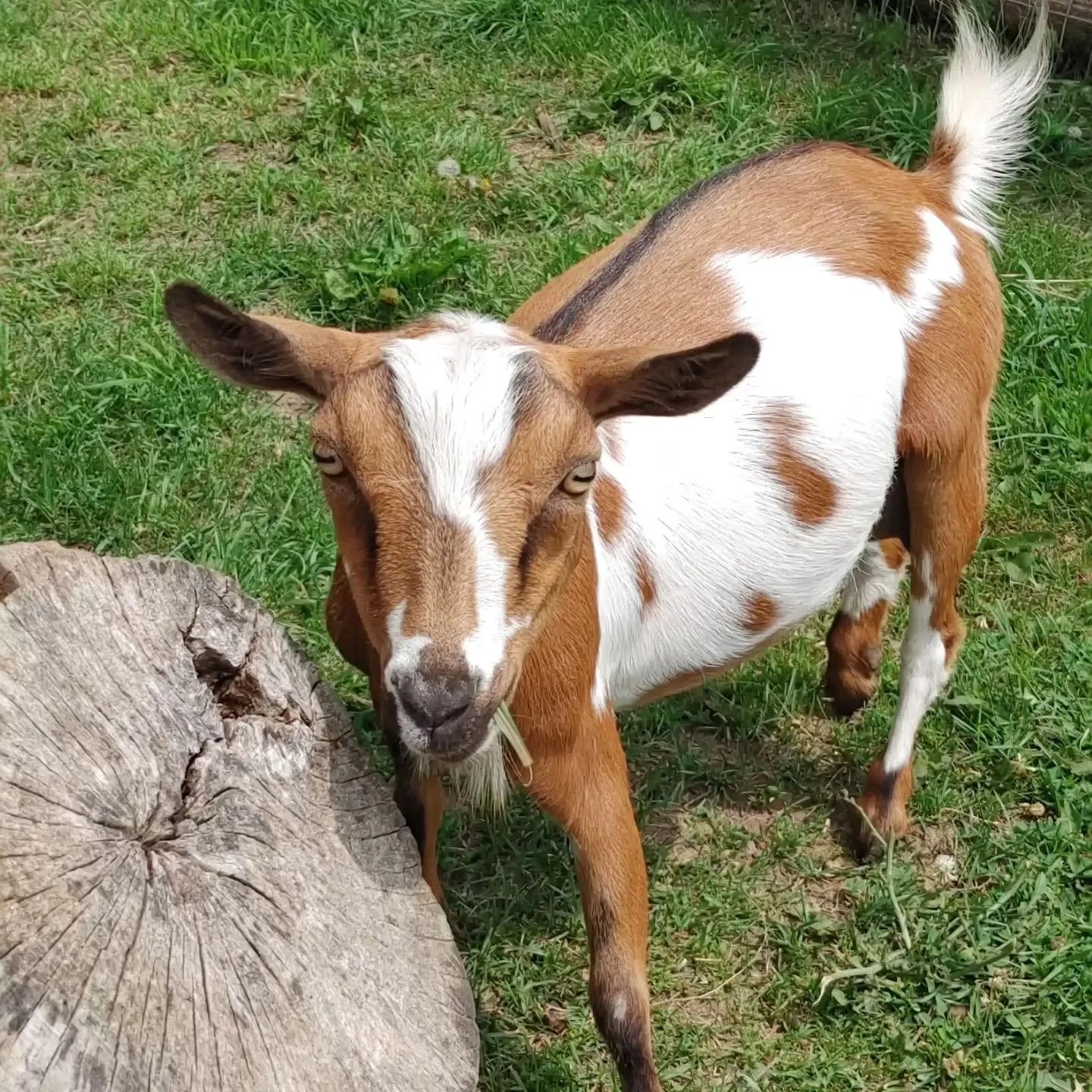 Nigerian Dwarf goat