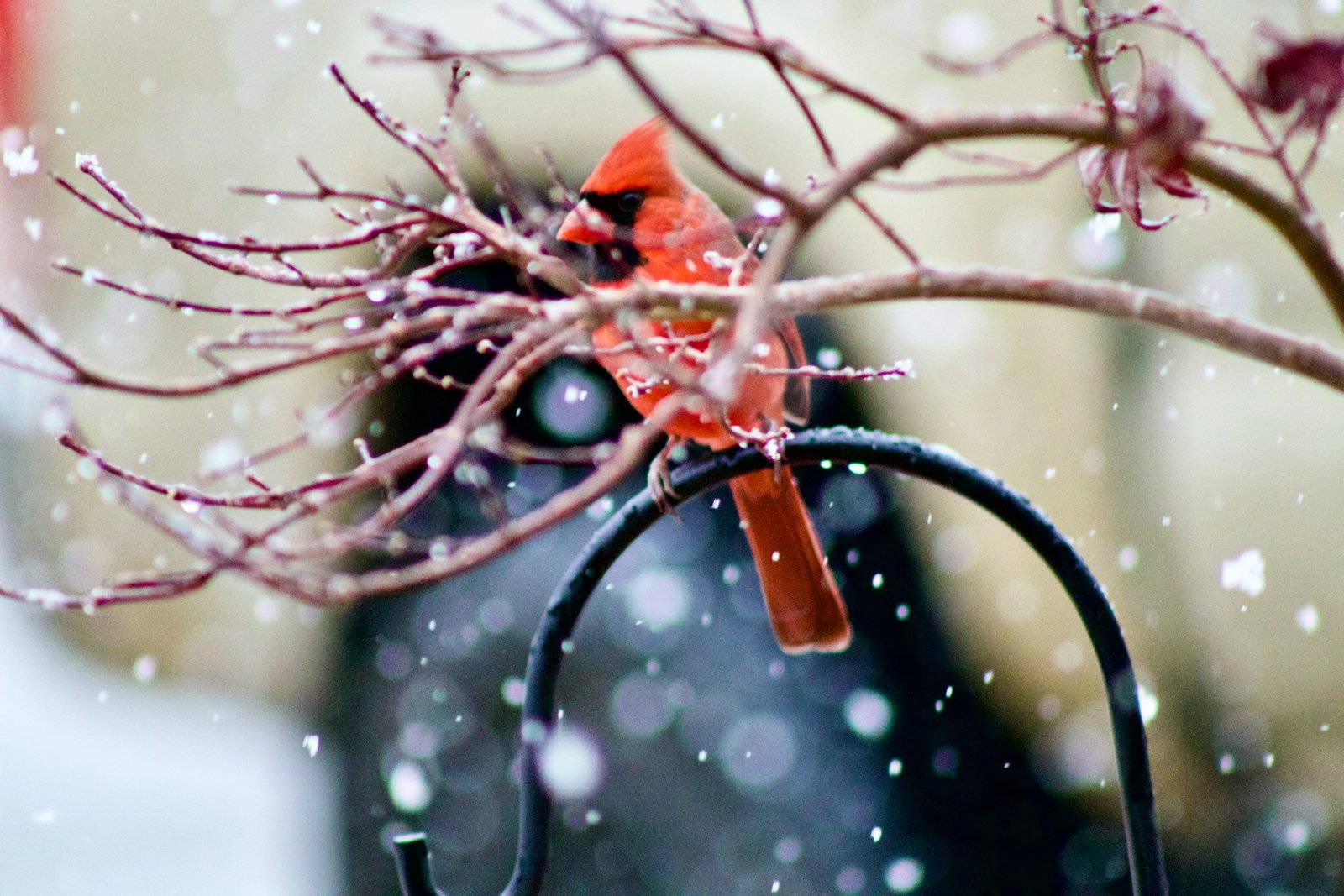 Northern Cardinal in winter
