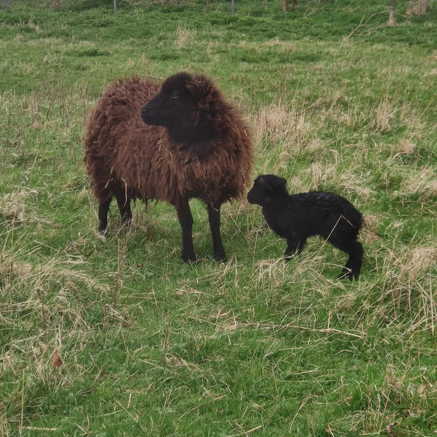 Ouessant Sheep mother and lamb
