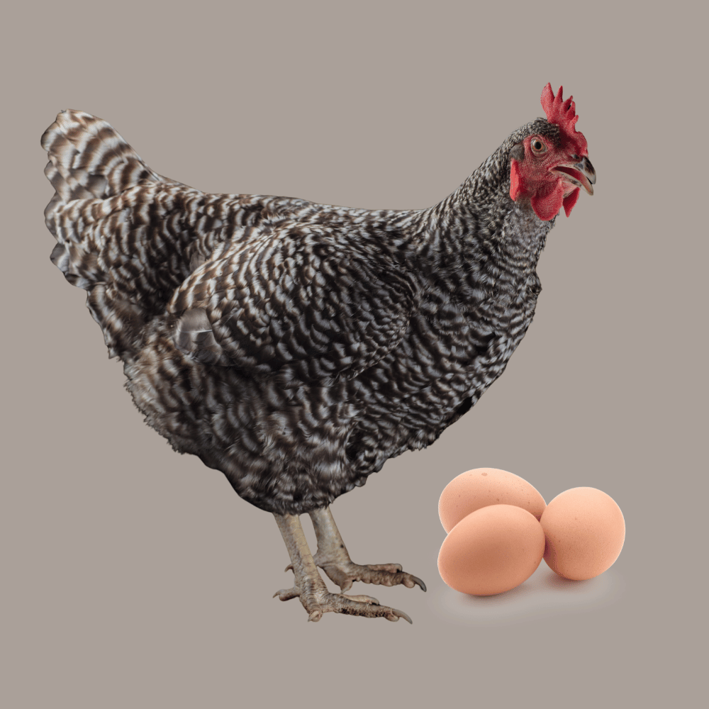 Plymouth Rock with eggs