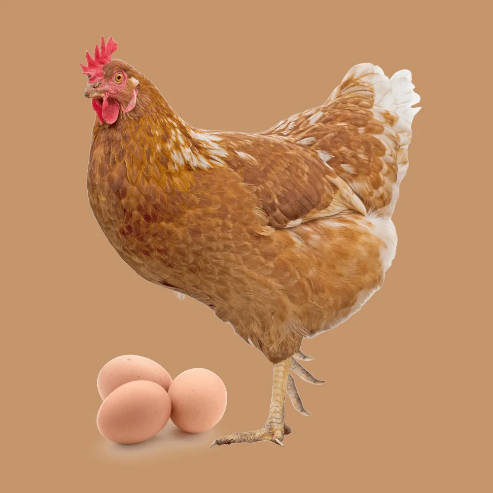 Rhode Island Red with eggs