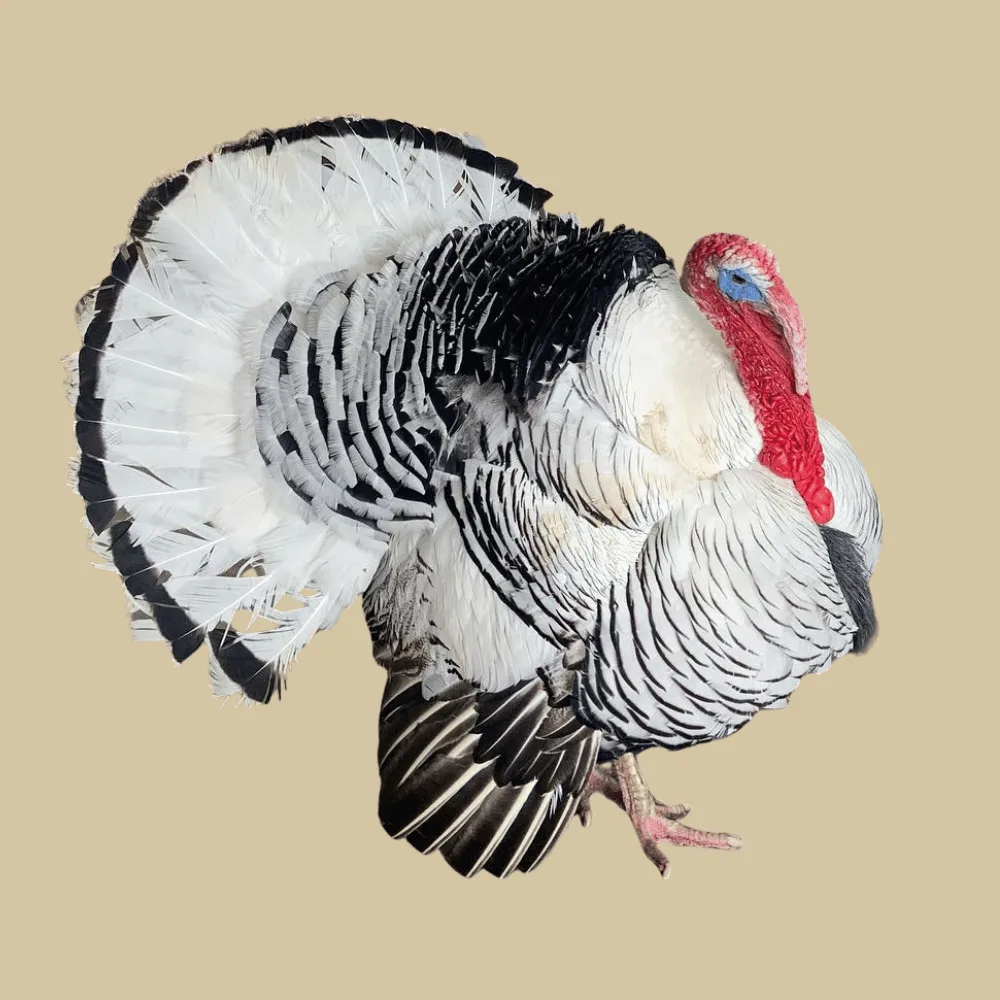 Royal Palm Turkey