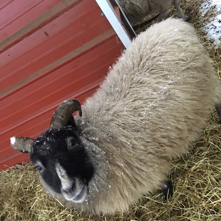 Shetland Sheep