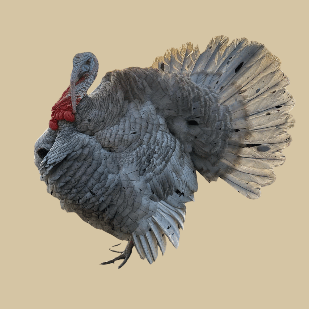 Slate Turkey