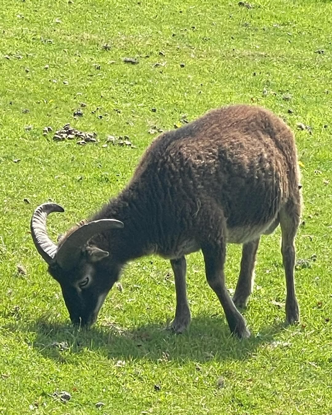 Soay Sheep