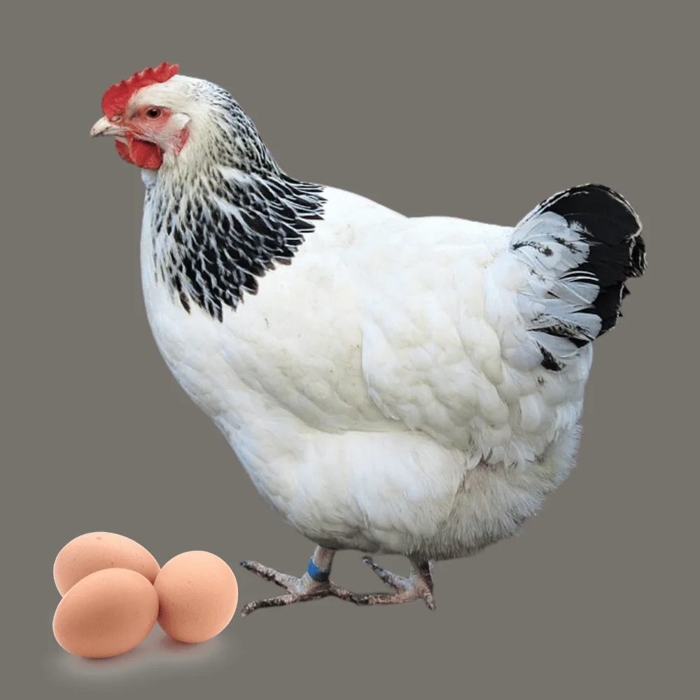 Sussex with eggs