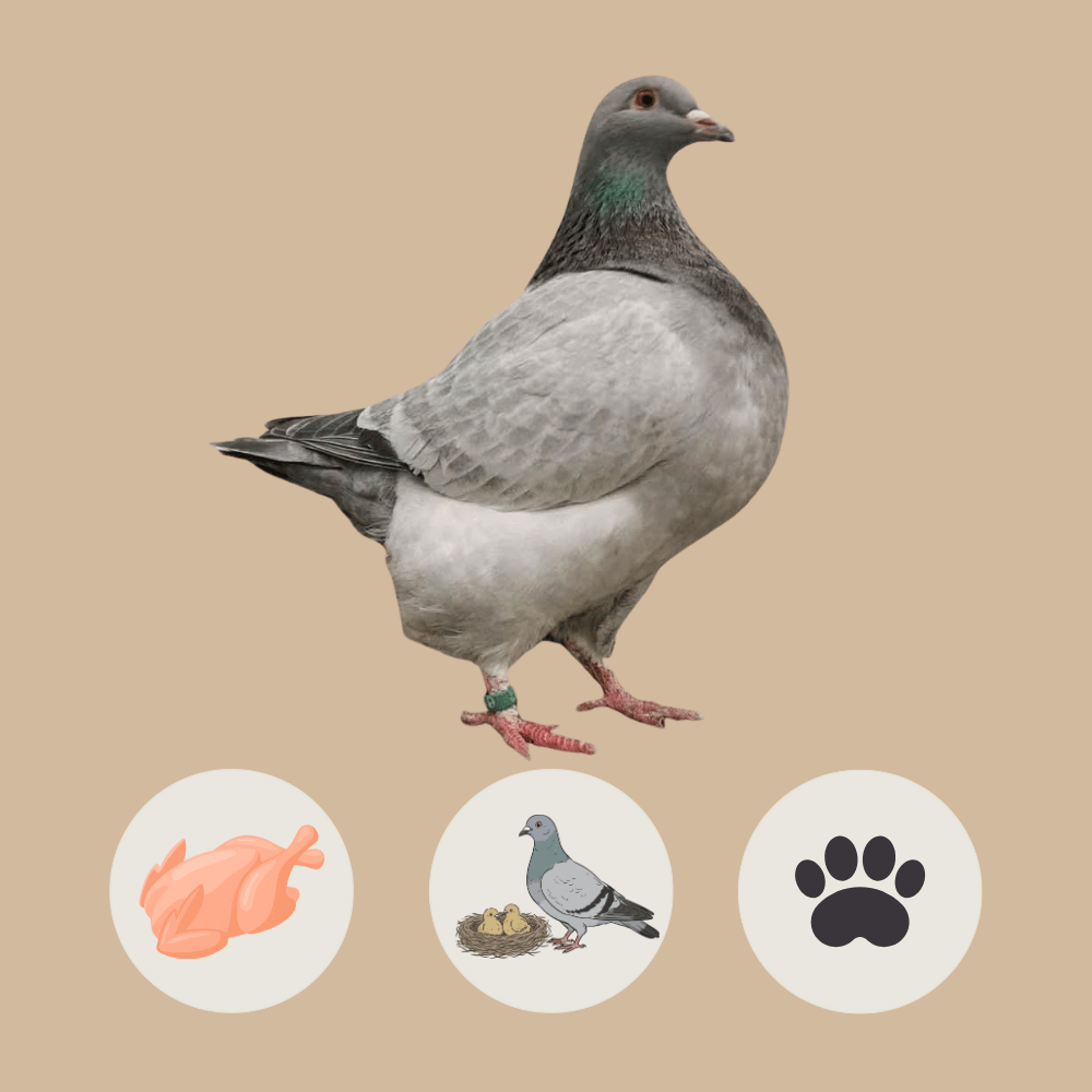 Texan Pioneer Pigeon