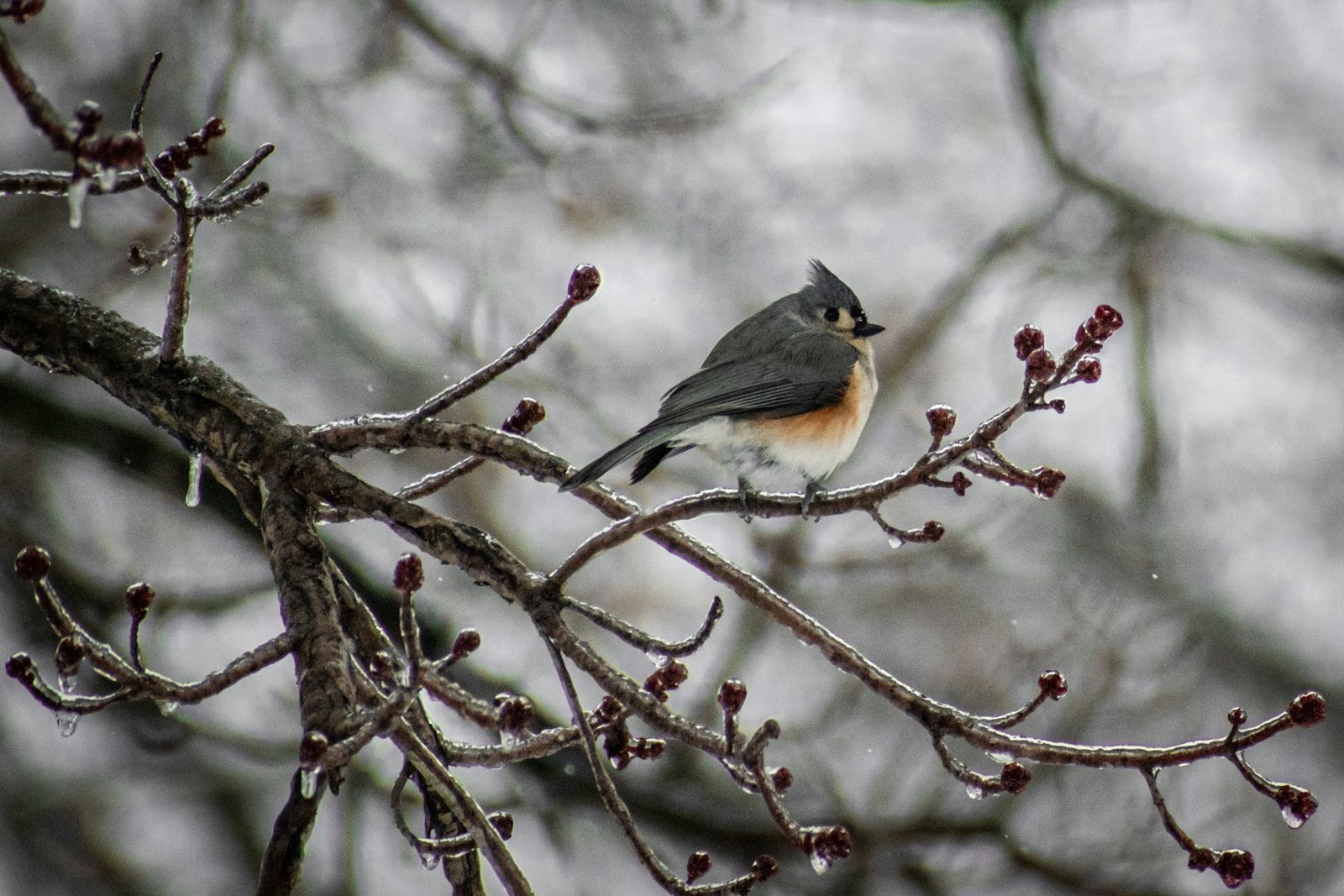 Tufted Titmouse on tree