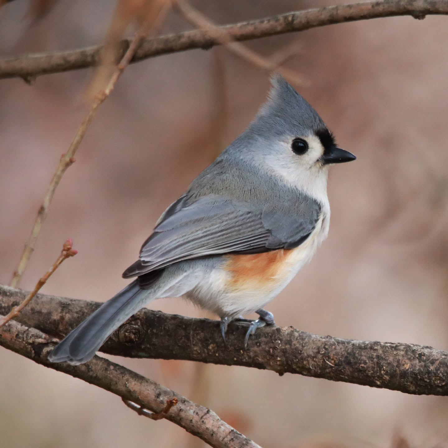 Tufted Titmouse