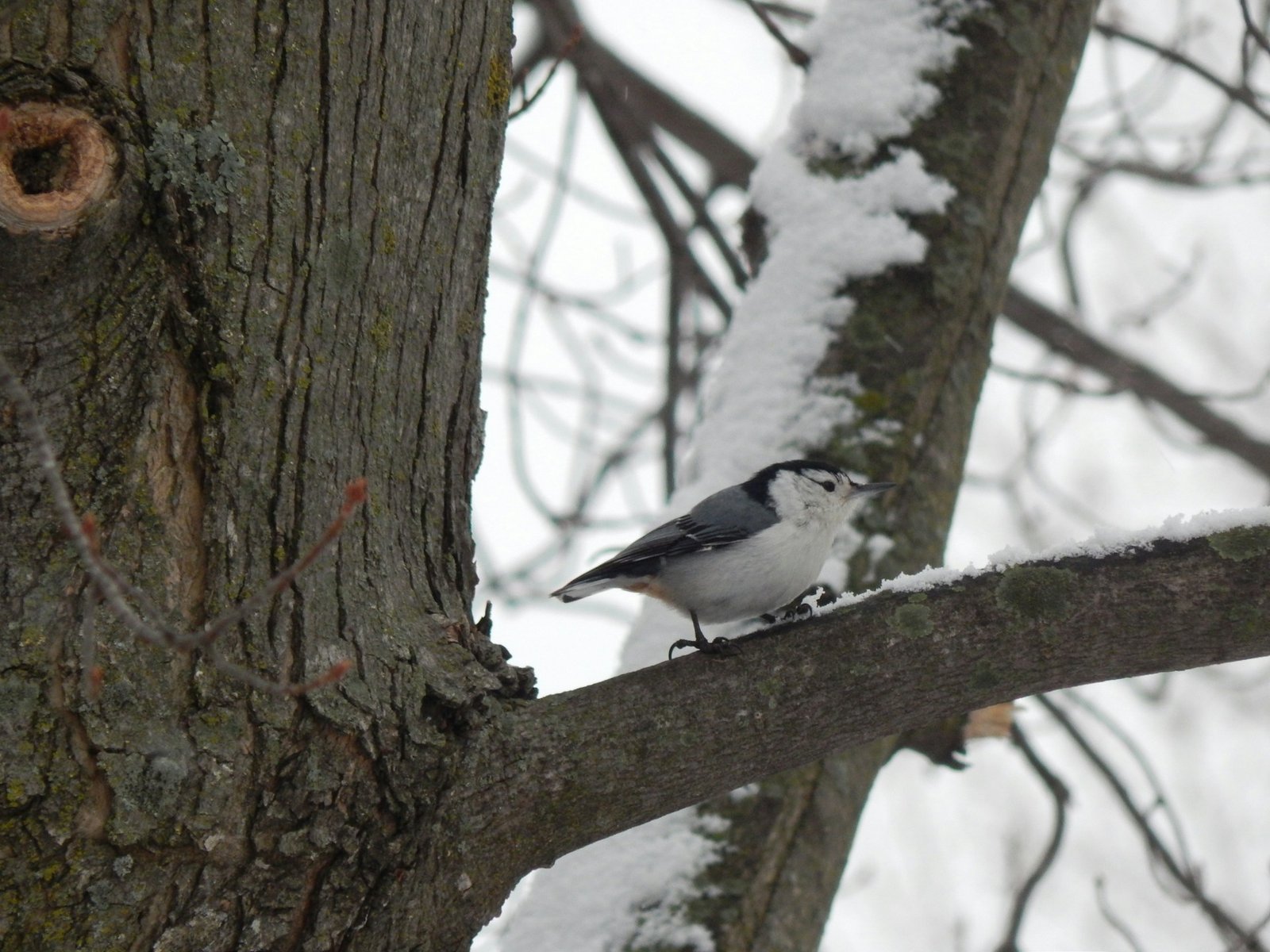 White-Breasted Nuthatch on the big tree