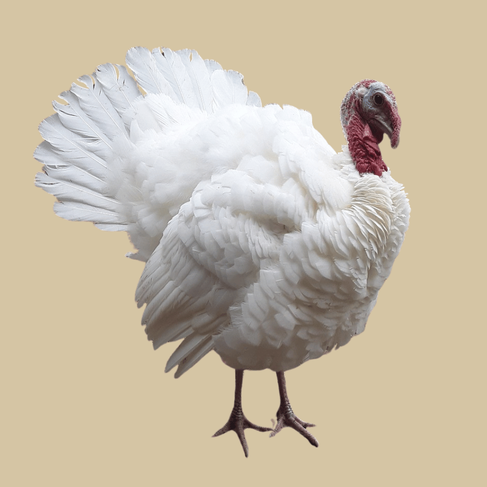White Holland Turkey