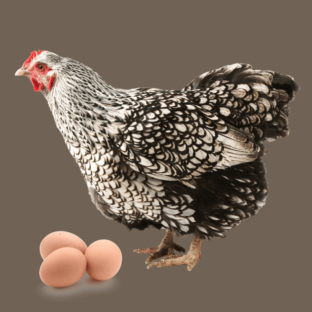 Wyandotte with eggs