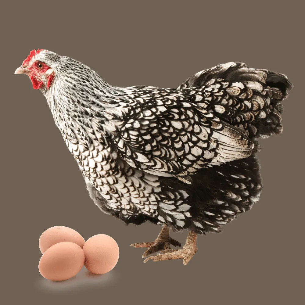 Wyandotte with eggs