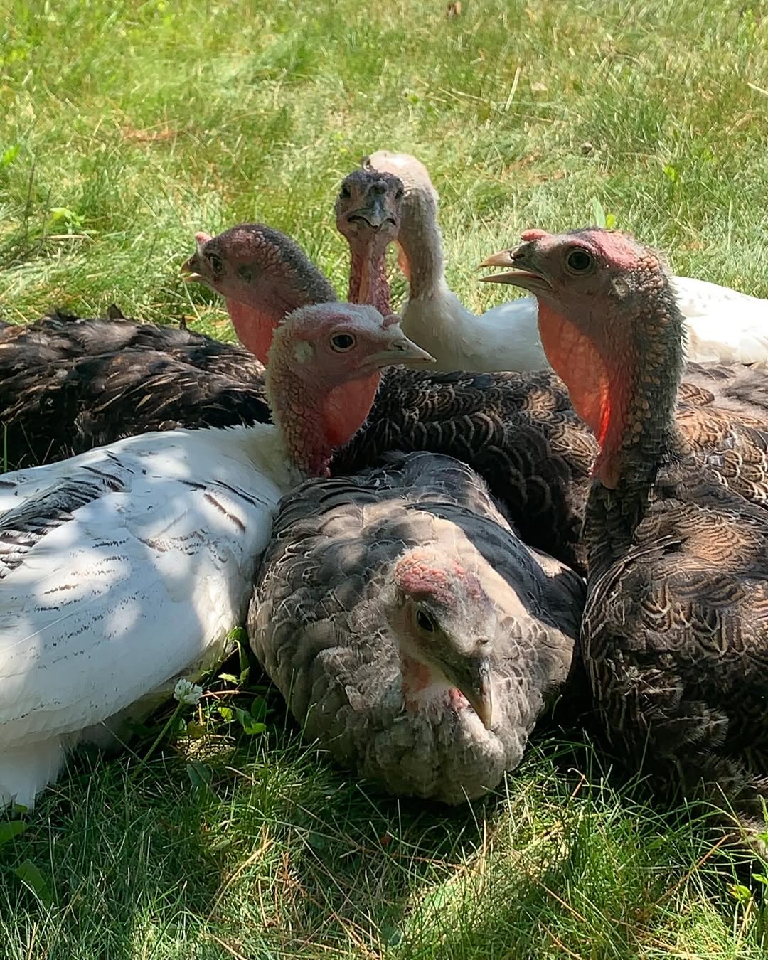 a group of young turkeys resting under the shade