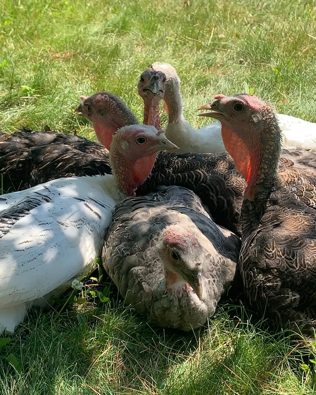 a group of young turkeys resting under the shade